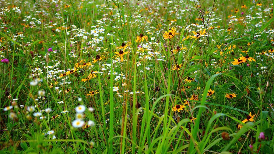 Wildflowers at Great Smoky Mountains National Park