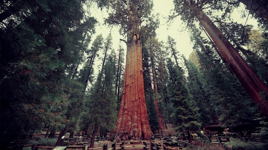 Best Things to Do at Sequoia and Kings National Park