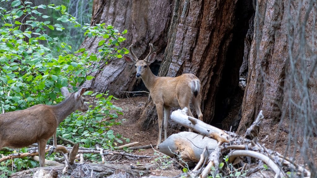 Wildlife Watching in Sequoia and Kings