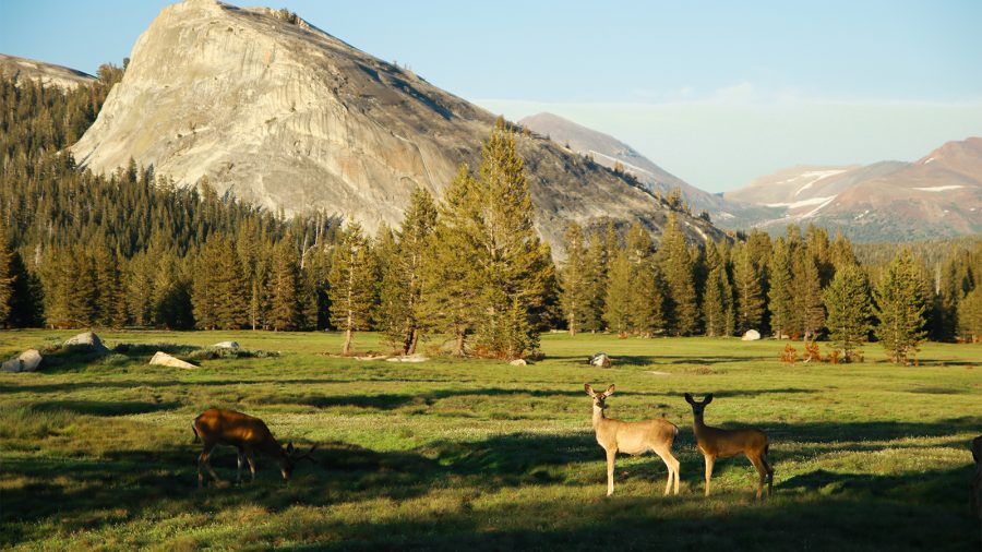 Wildlife in Tuolumne Meadows at Yosemite National Park