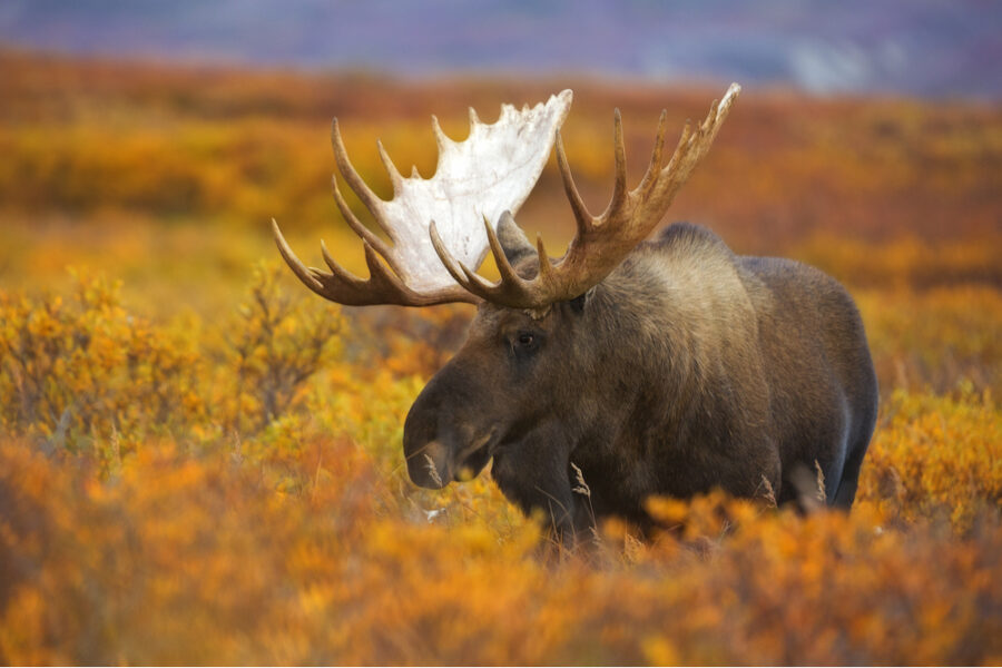 Denali National Park and Preserve in alaska
