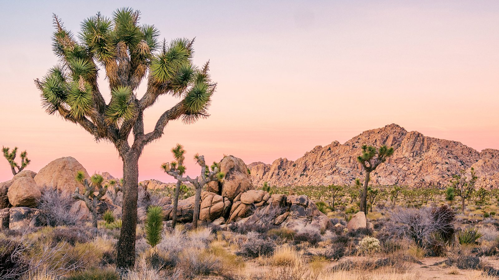 Joshua Tree National Park Best Time to Visit 1