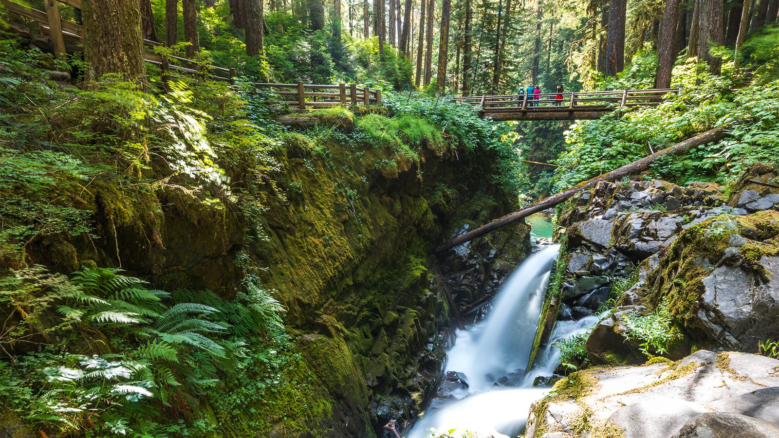 Olympic National Park Hiking Guide 1