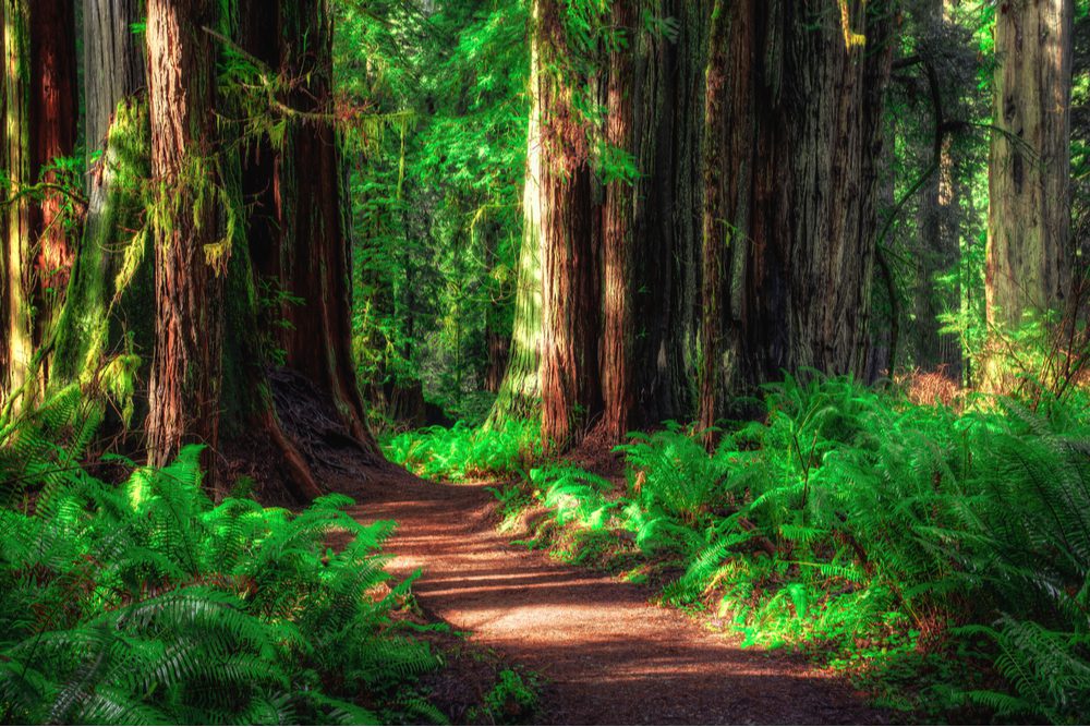 Redwood National Park California 1
