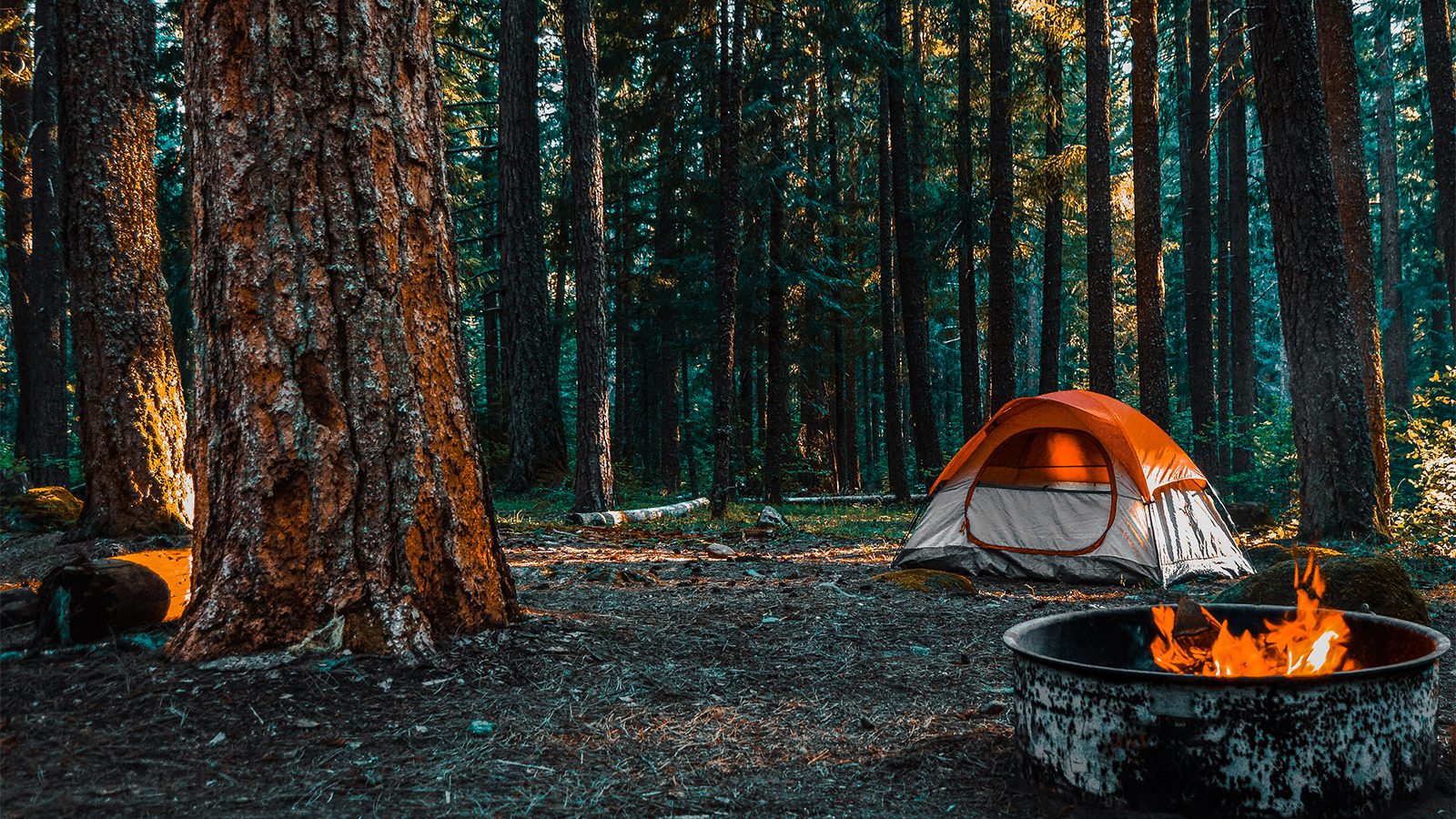 Shenandoah National Park Campgrounds Guide 1